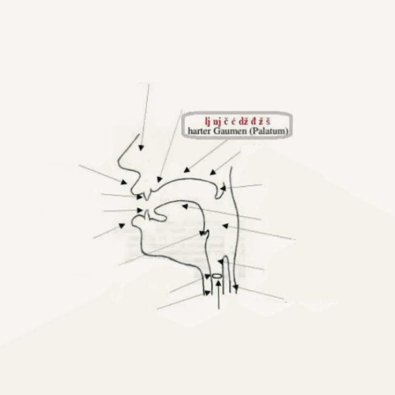 Aussprache: Die Grundlage klarer Kommunikation